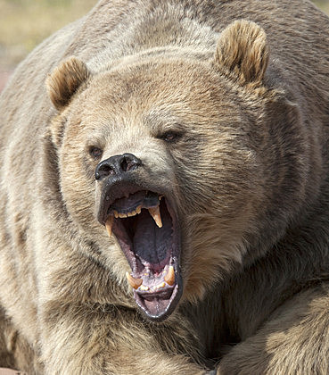 Grizzly Bear