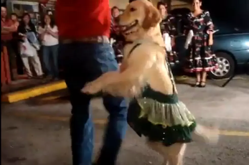 10 Dogs Getting Their Groove On