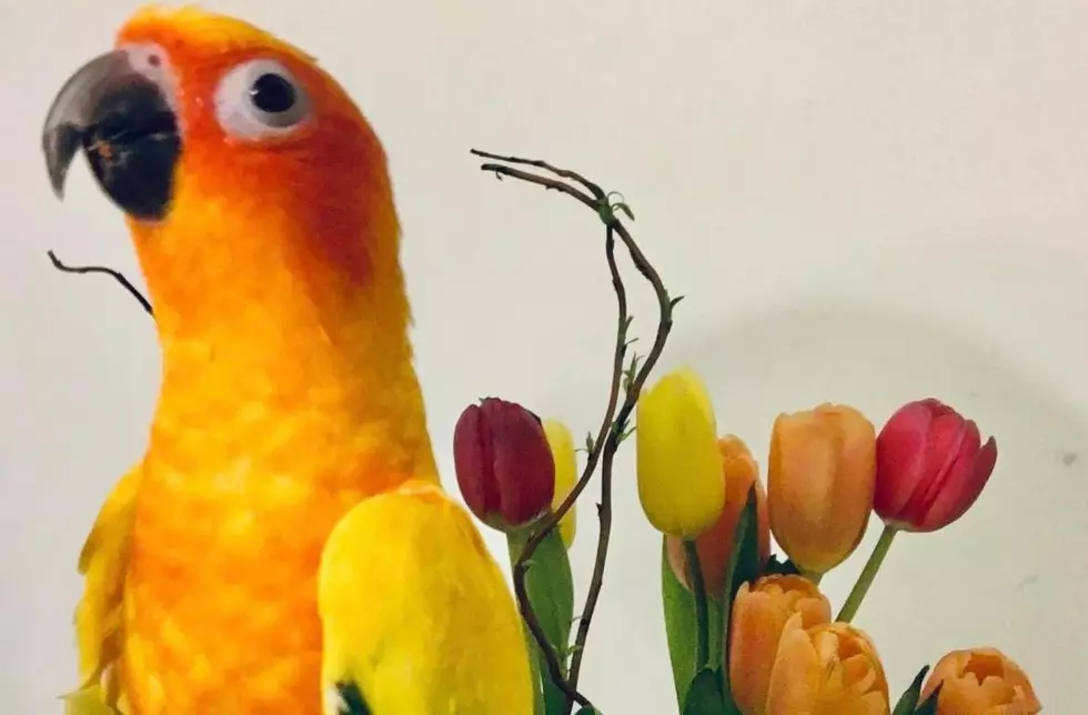 Quincy Family Desperately Trying to Find Their Parrot Named Cecil