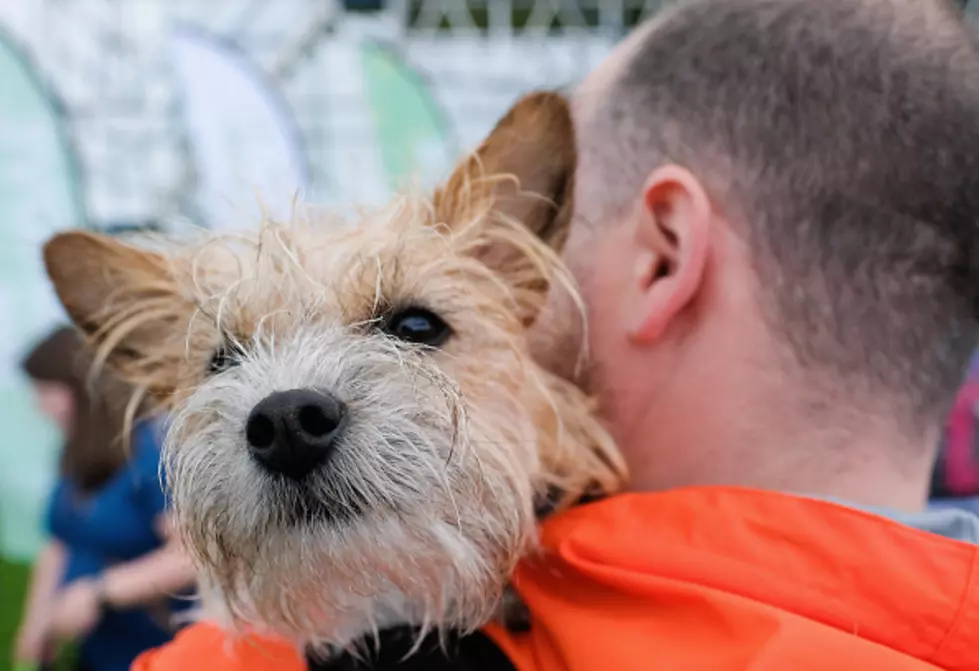 Microchip Clinic to Benefit SparKy on Saturday