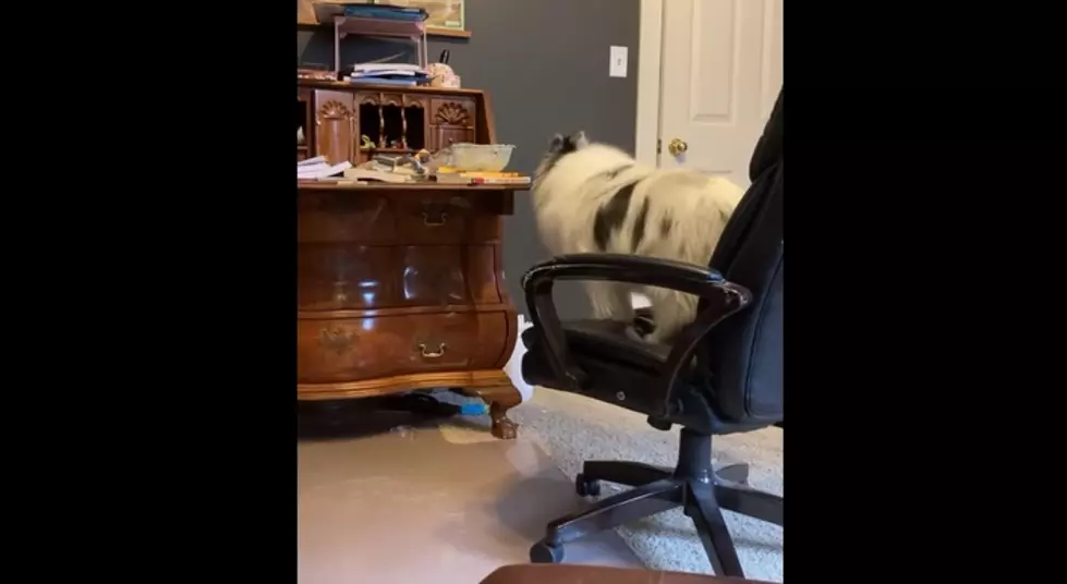 Need A Laugh? Cute Pup Caught On Camera Trying To Steal Food Is It