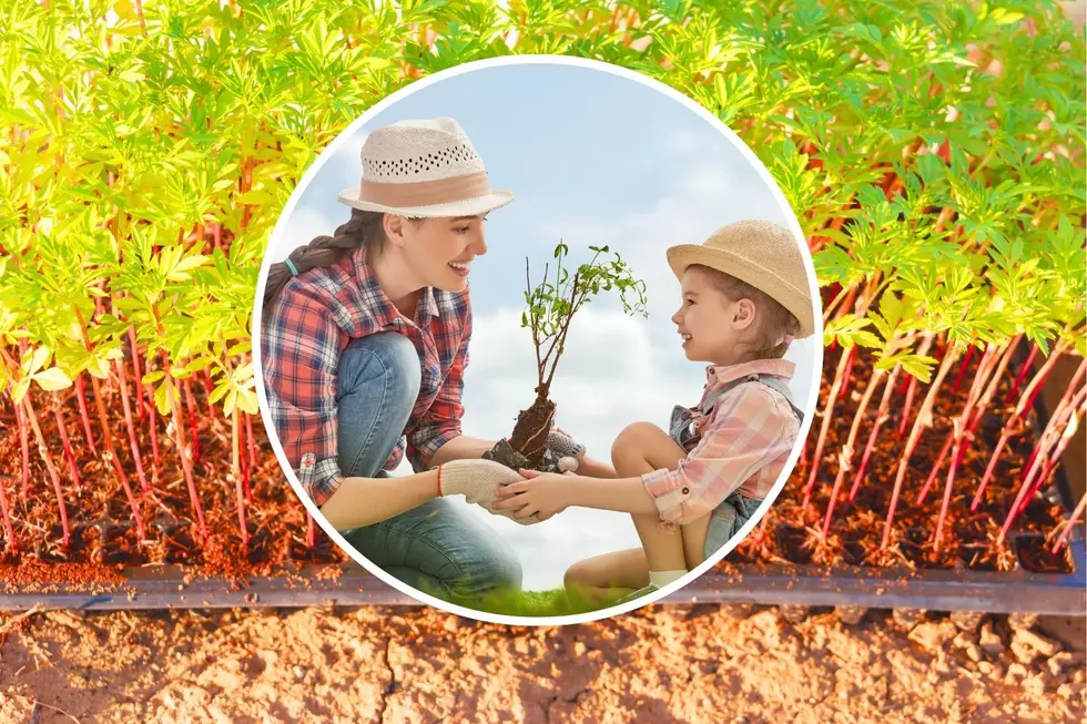 Tree Giveaway Happening in Daviess County; Here's How to Get One